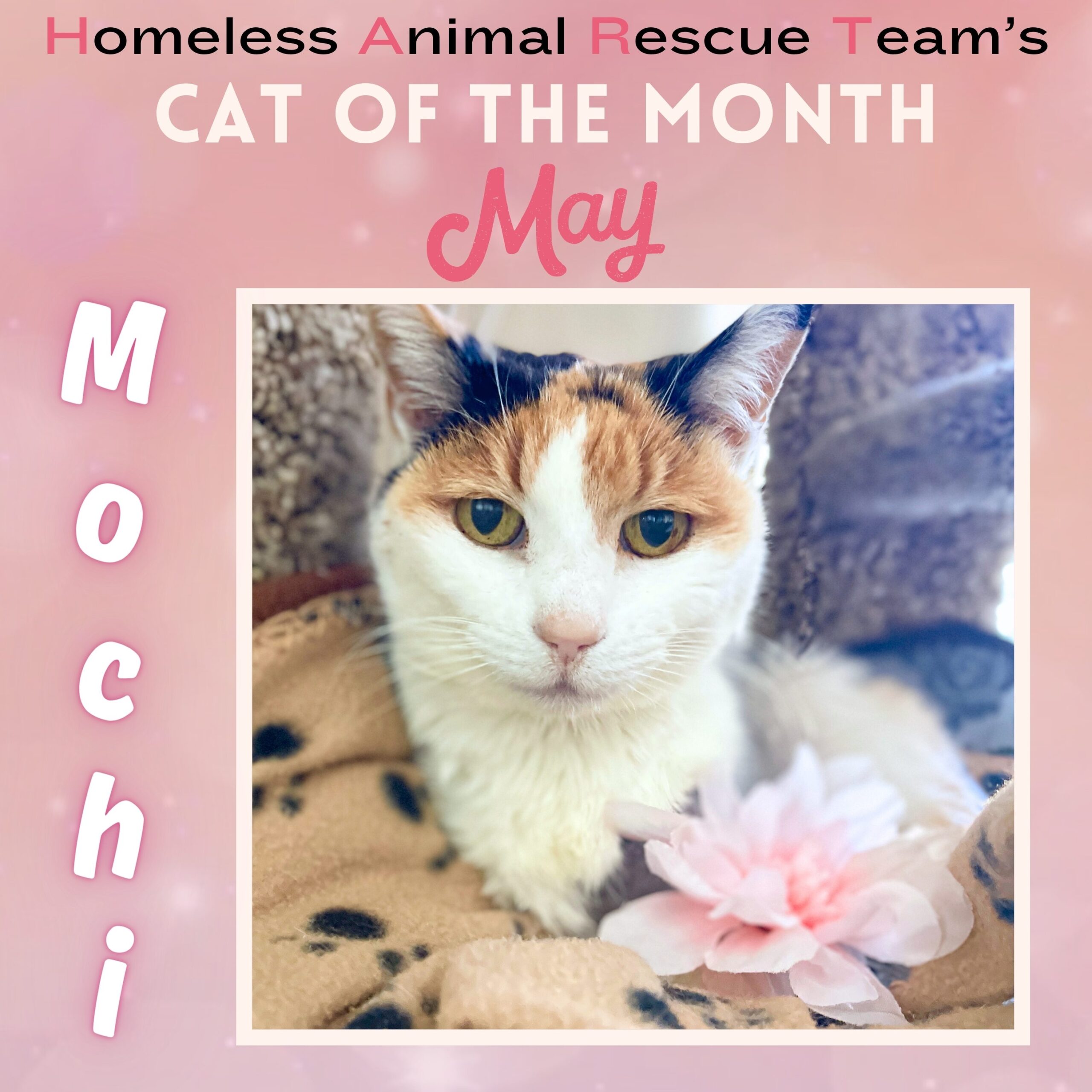 Meet Mochi – HART’s May Cat of the Month!