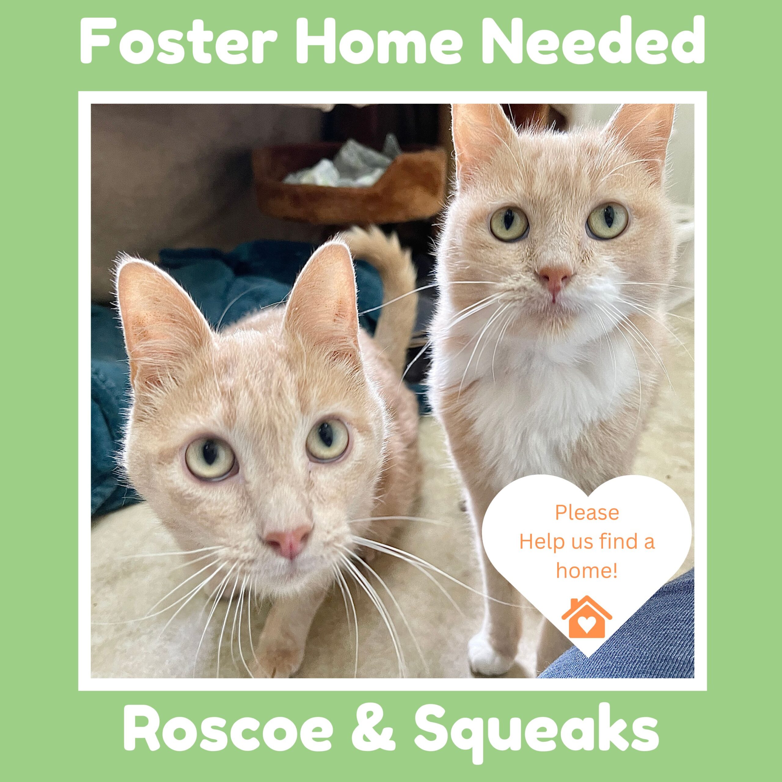 Urgent Foster Home Needed for Squeaks and Roscoe 