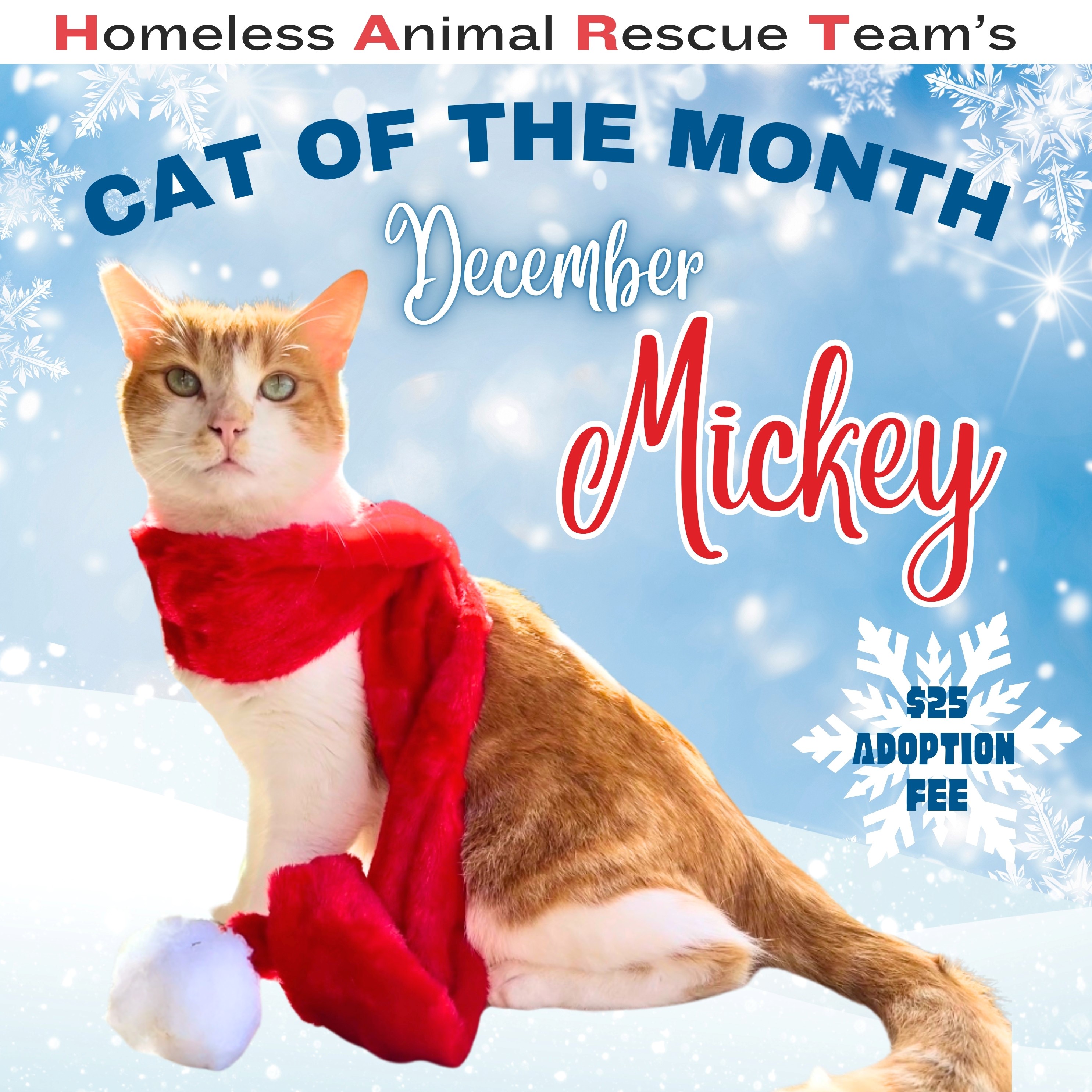 Meet Mickey, HART’s December Cat of the Month