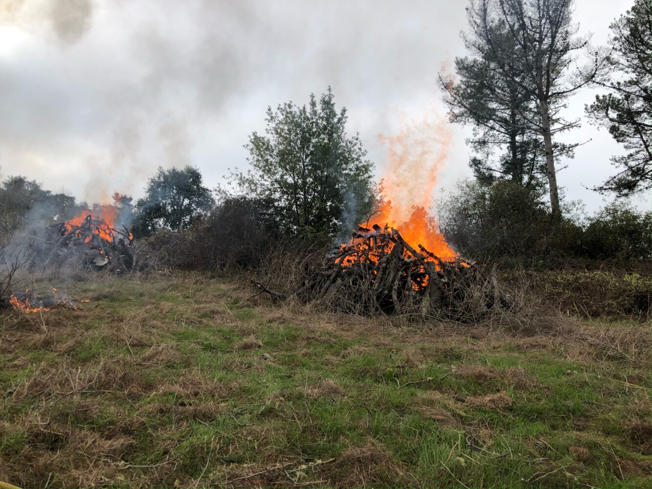 Rancho Marino Reserve Pile Burn Project