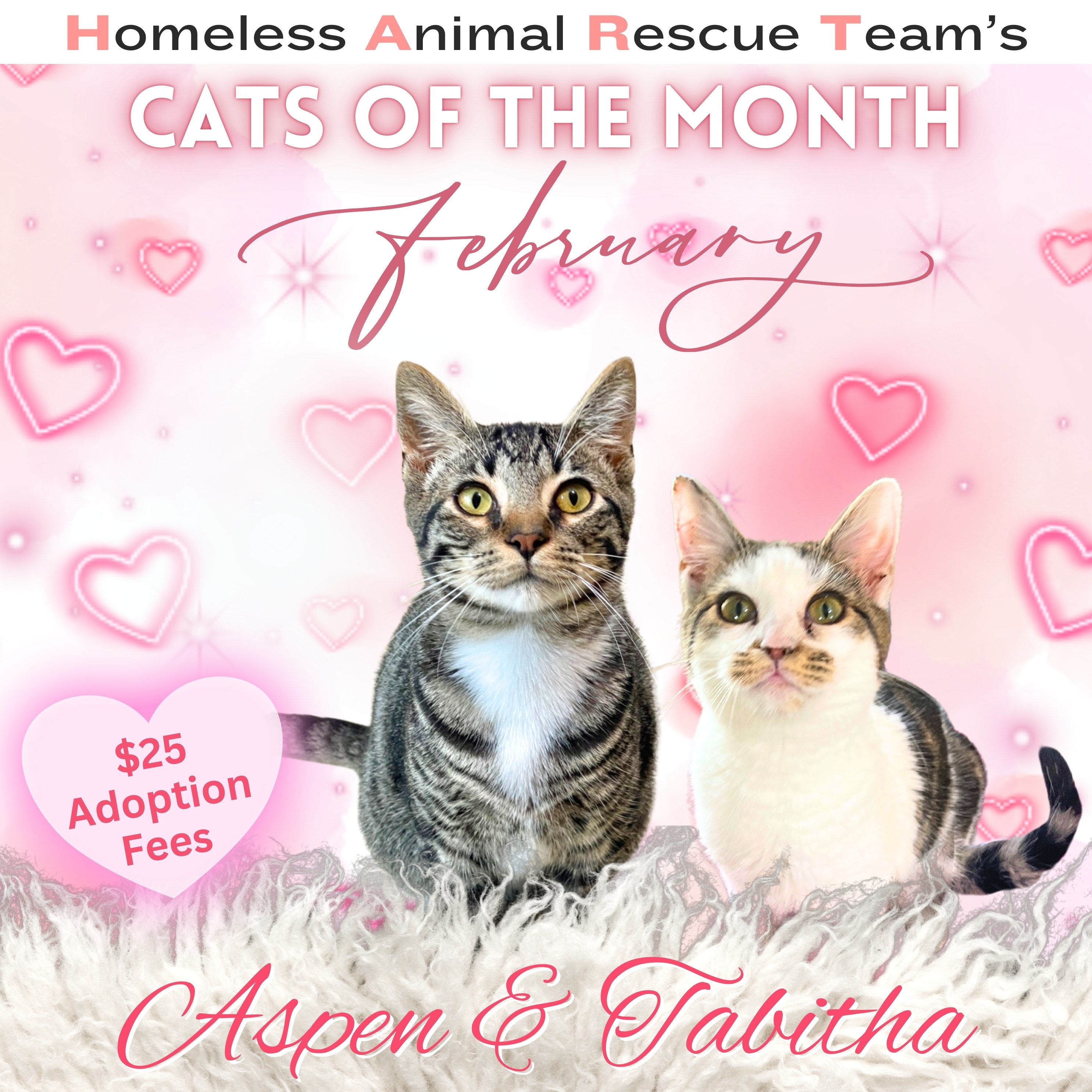 Meet Aspen and Tabitha, HART’s February Cats of the Month