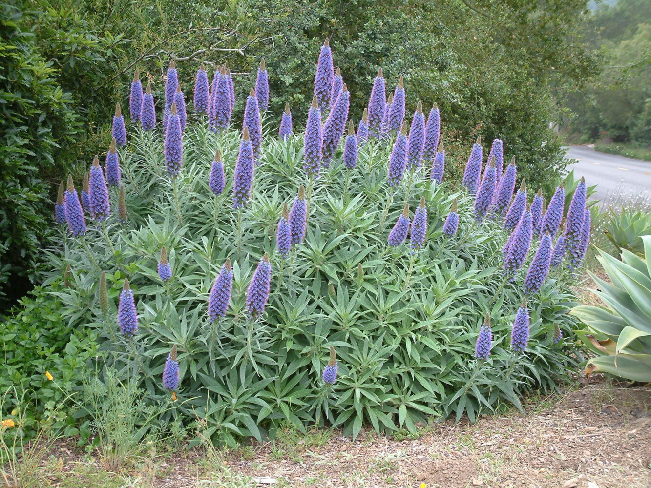 Guide to Cambria’s Invasive Weeds