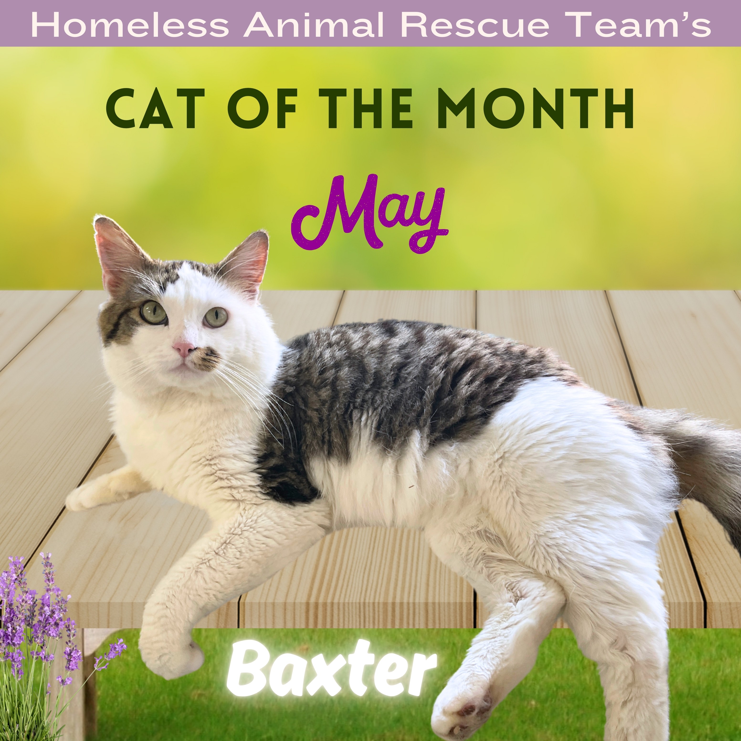 Meet HART’s May Cat of the Month – Baxter!