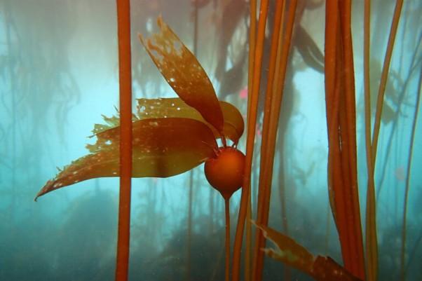 Lisa Wooninck Spoke Recently on Iconic Kelp Forests