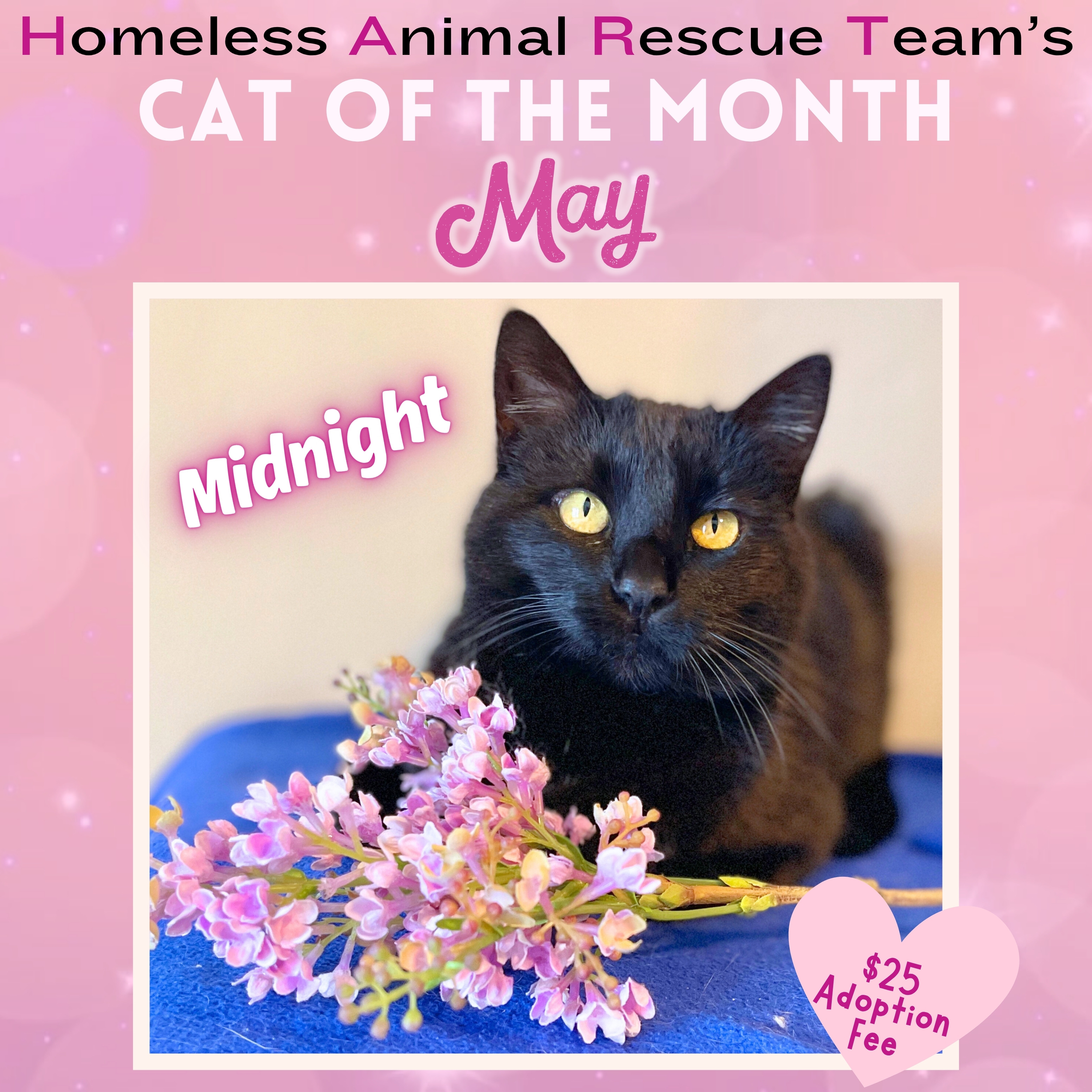 Midnight Is HART’s May Cat of the Month