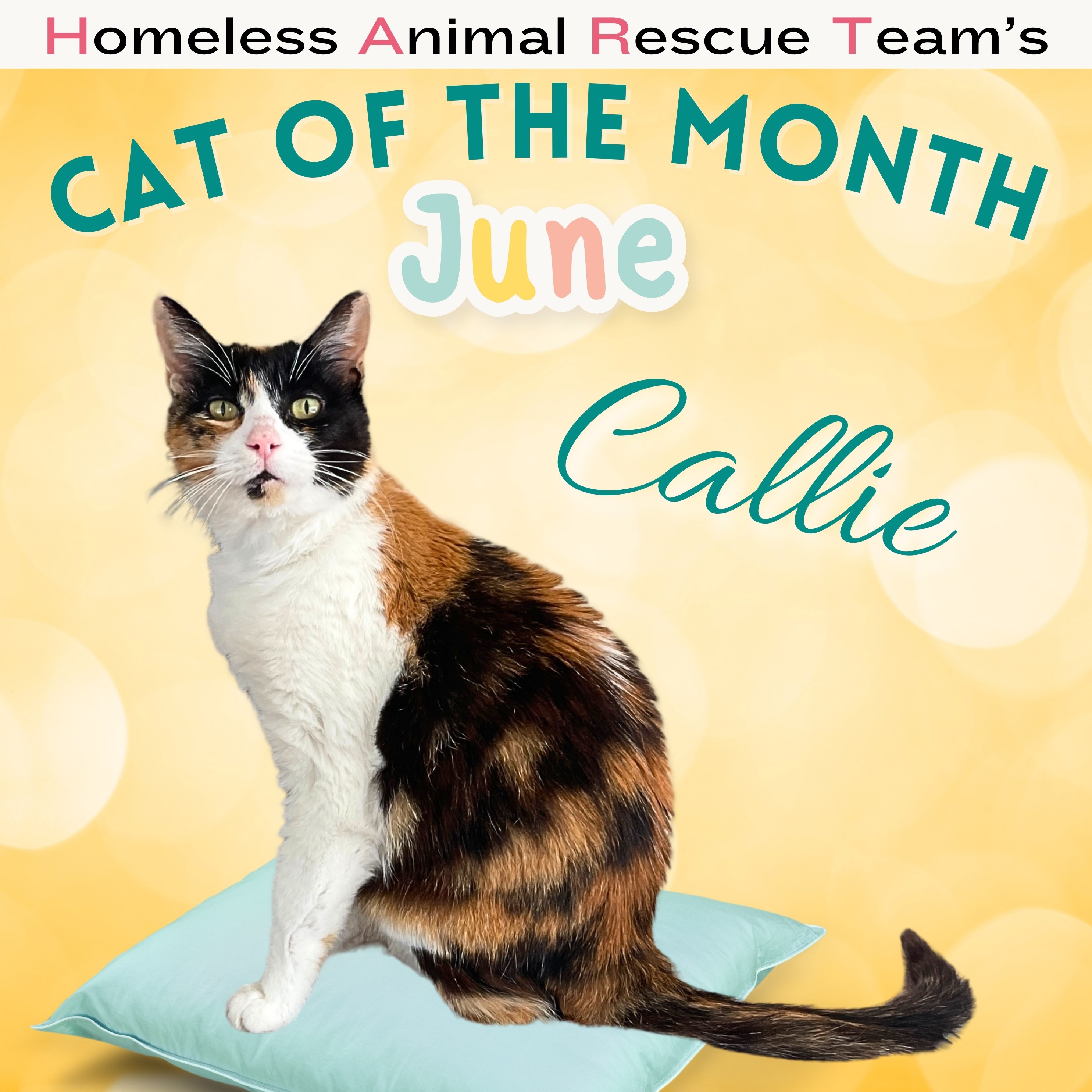 Callie is HART’s June Cat of the Month