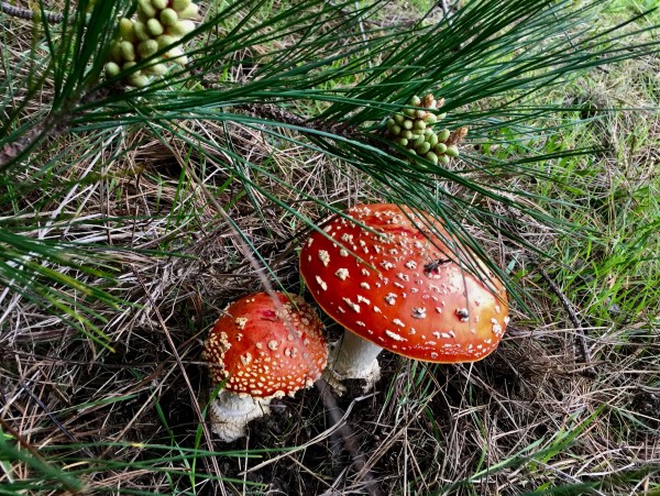 New Opportunities to Explore Nature on the Fiscalini Ranch Preserve